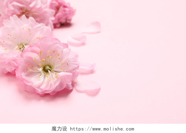 粉色桌子上的花朵美丽的樱花树开在粉红色的背景上，特写。案文的篇幅